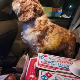Domino's Pizza